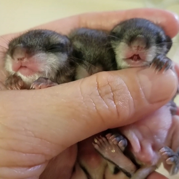 Meet your Posher, Mikat - Picture 6 of 6